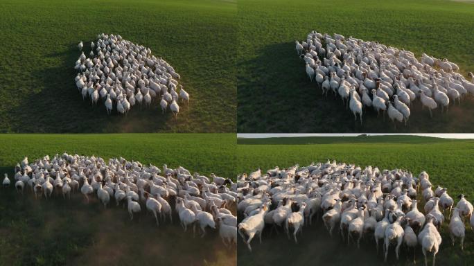 大草原上的羊群内蒙古大草原