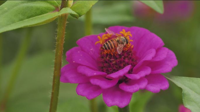 (4k原创)鲜花丛中的蜜蜂采蜜