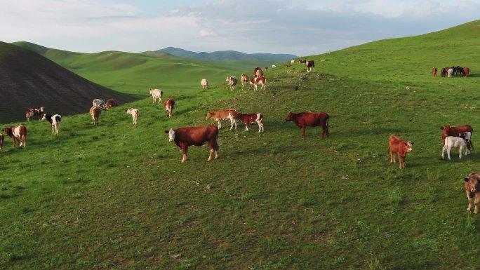 内蒙草原牧牛