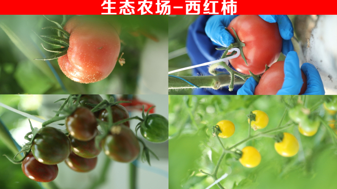 有机农场-西红柿