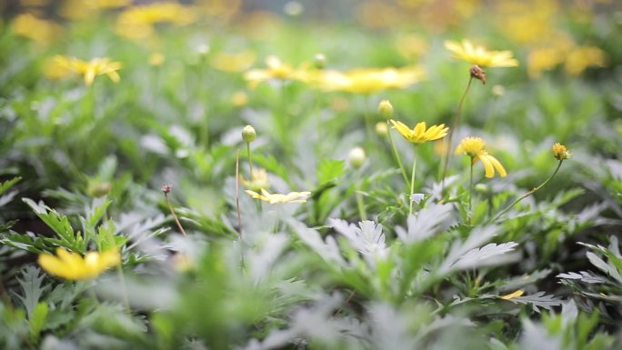 实拍4k春天的草坪黄色小花