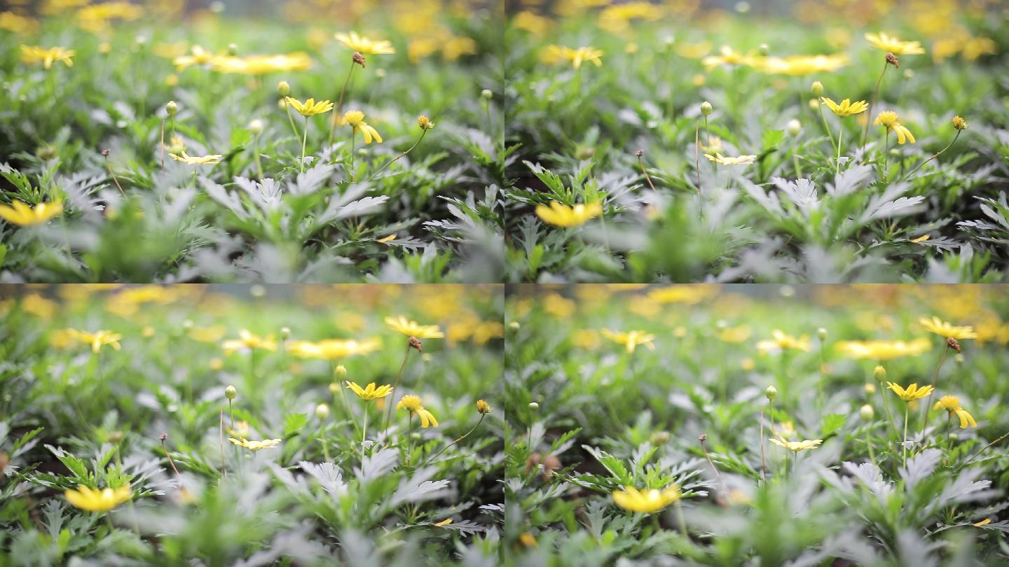 实拍4k春天的草坪黄色小花