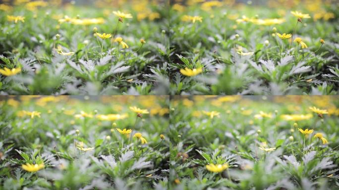 实拍4k春天的草坪黄色小花