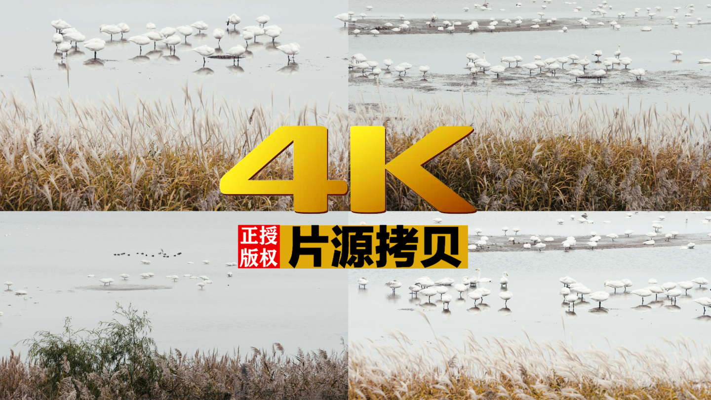 索尼FS7实拍野生环境大天鹅（灰片）