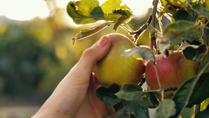 苹果树阳光果园手摘苹果农家乐