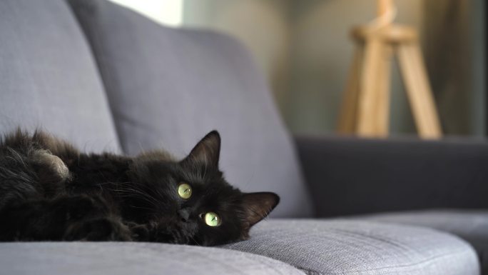 4K黑猫侧躺沙发慵懒随意