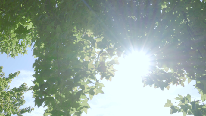 阳光树叶4K视频素材