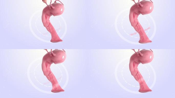 女性子宫卵巢护理视频素材