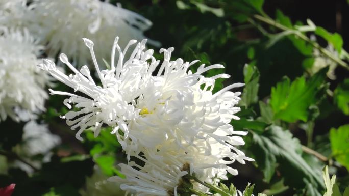 秋天、洁白色、菊花、蜜蜂、菊花盛开