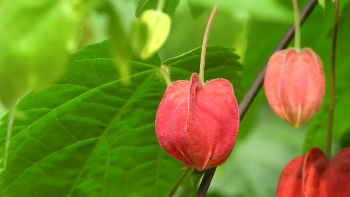 灯笼花实拍