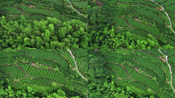 4K茶山影视素材竹林森林航拍