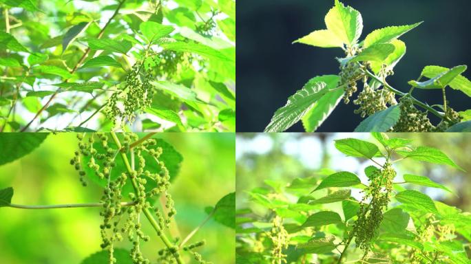 麻醉药原料荨麻实拍