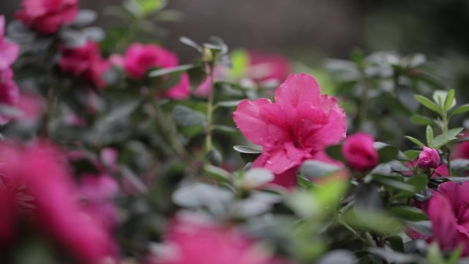 实拍4k春天的粉红色迎春花开放