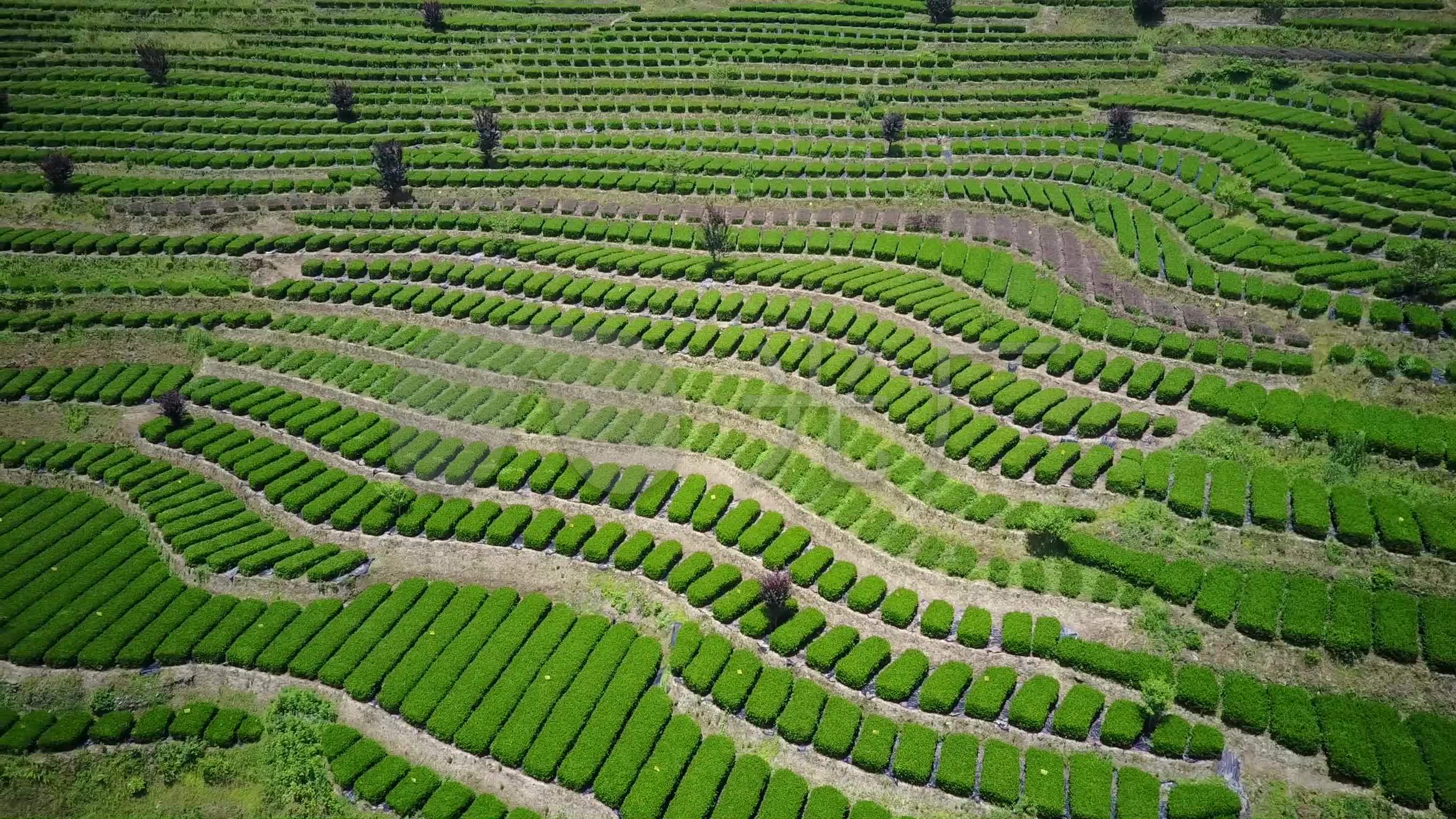 茶田航拍