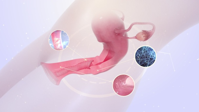 三维女性子宫卵巢保养护理视频素材