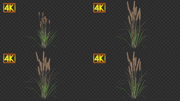 4K小麦生长-带通道