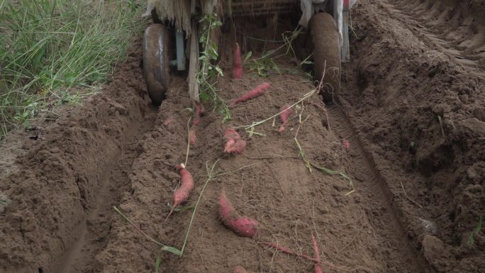 挖地瓜挖红薯红薯地红薯藤农民三轮车