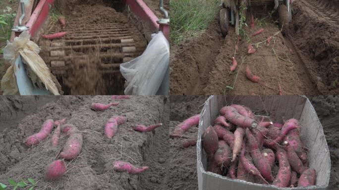 挖地瓜挖红薯红薯地红薯藤农民三轮车