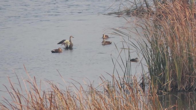 初冬湿地野鸭