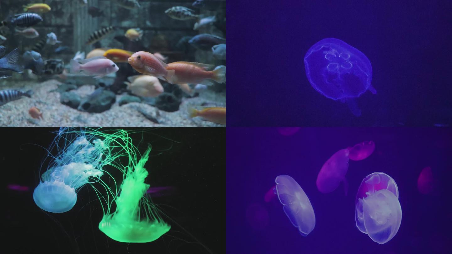 海洋馆水族馆海洋生物鱼水母高清视频