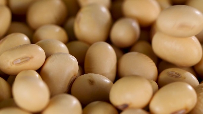 黄豆大豆非转基因大豆优质豆子升格视频素材