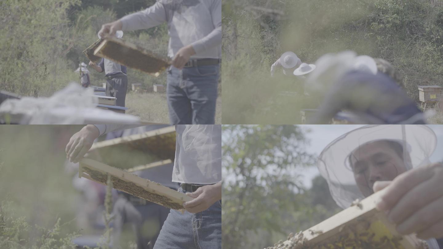 养蜂人收蜂蜜蜂箱蜂蜜log素材