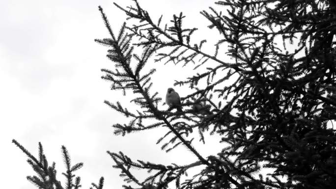 树枝上的麻雀慢速实拍黑白色