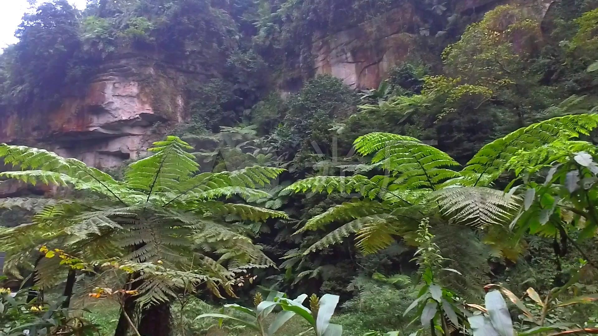 【植物中的活化石 桫椤摄影图片】生态摄影_太平洋电脑网摄影部落