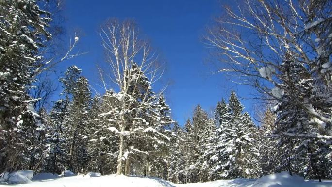 阳光下的雪景林海雪原雪凇