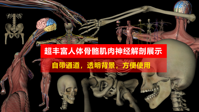 人体骨骼肌肉医疗医学解剖动画展示