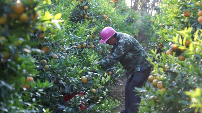 农业种植业果园宣传片