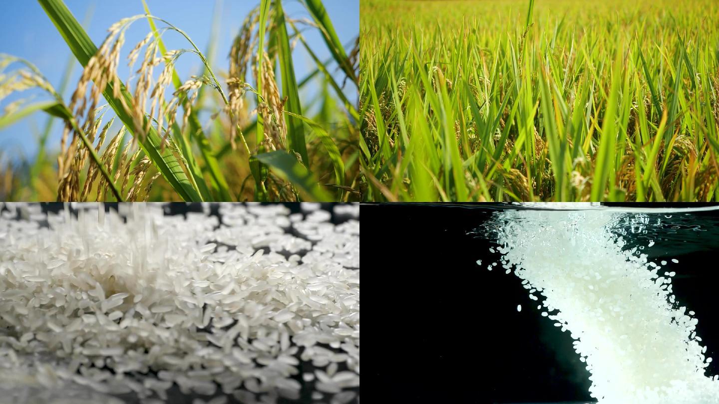 水稻和大米
