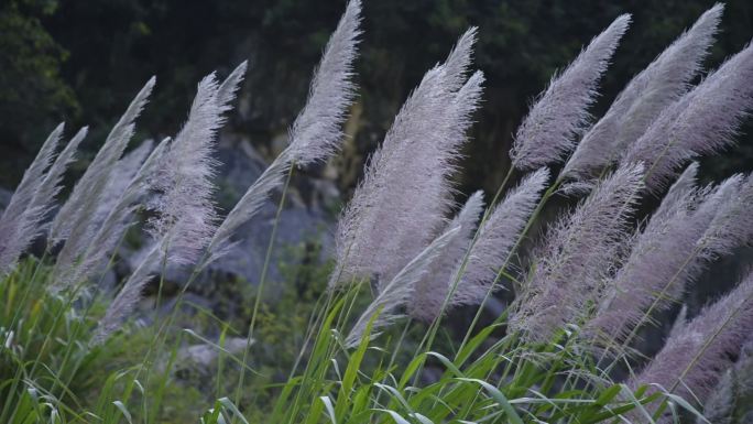 微风芦苇飘扬视频