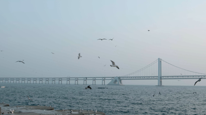 大海海边天空中升格飞翔的海鸥4k