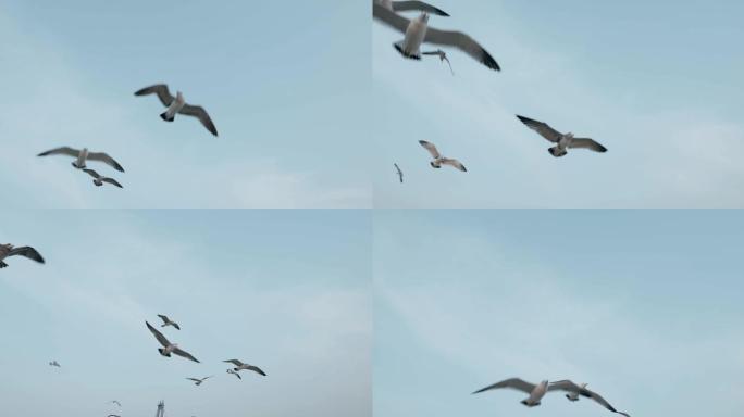 大海海边天空中升格飞翔的海鸥4k