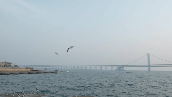 飞翔的海鸥鸟群飞翔跨海大桥4k