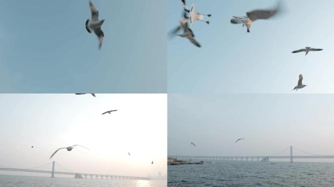 飞翔的海鸥鸟群飞翔跨海大桥4k
