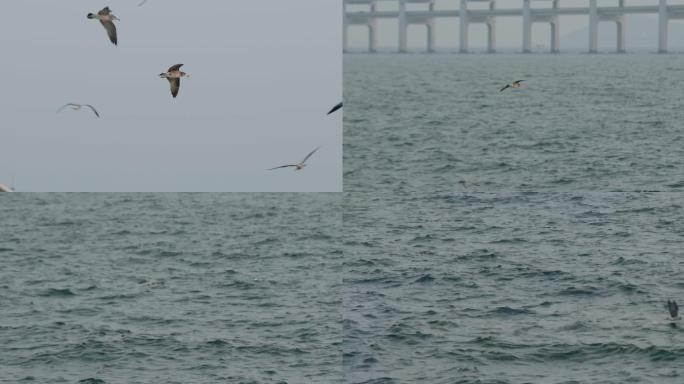雾霭中的跨海大桥-鸟群飞4k