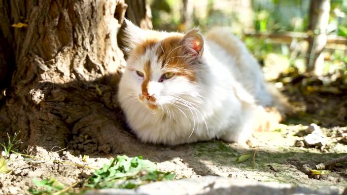 白猫躺在树下休息晒太阳