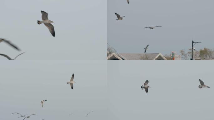 海边灯塔，海鸥，鸟群飞翔