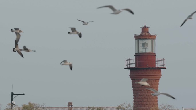 灯塔，飞翔的海鸥，飞鸟鸟群