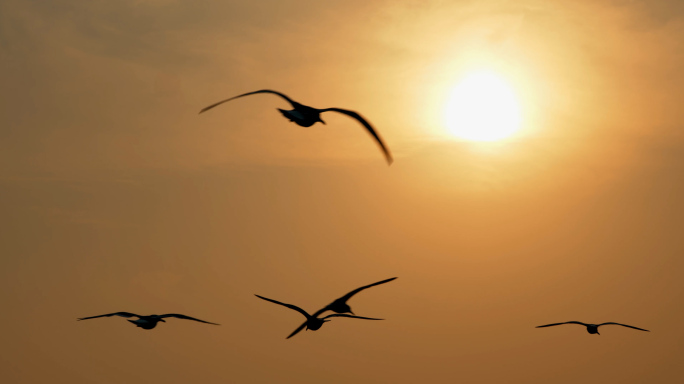 海面夕阳，阳光飞鸟，天空，飞翔海鸥