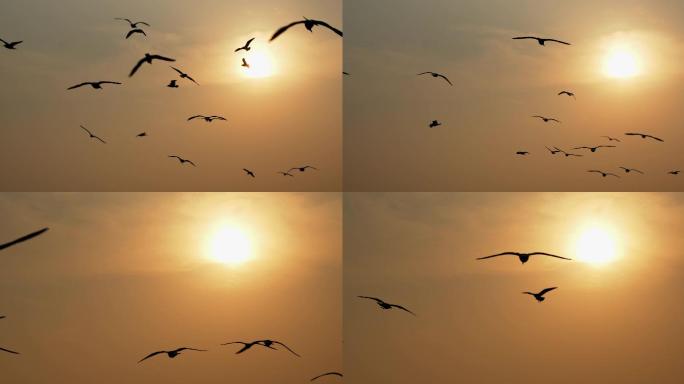 海面夕阳，阳光飞鸟，天空，飞翔海鸥