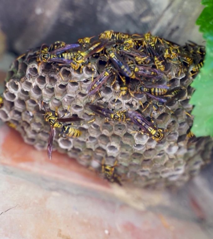 马蜂胡蜂黄蜂马蜂窝蜂巢
