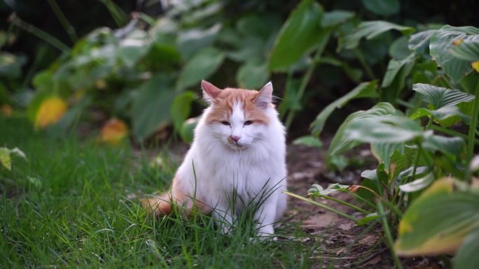 白色长毛猫在草坪花园中休息