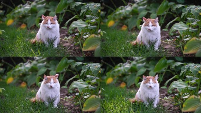 白色长毛猫在草坪花园中休息