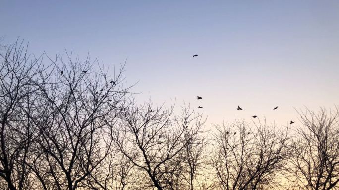 麻雀、枝头上的麻雀、初冬、深秋