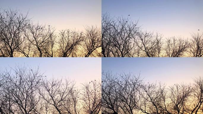 麻雀、枝头上的麻雀、初冬、深秋