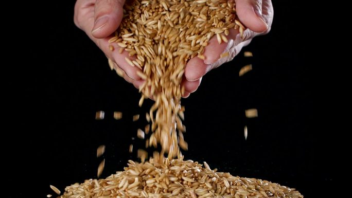 燕麦米膳食纤维粗粮燕麦升格视频素材