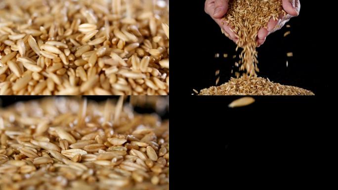 燕麦米膳食纤维粗粮燕麦升格视频素材
